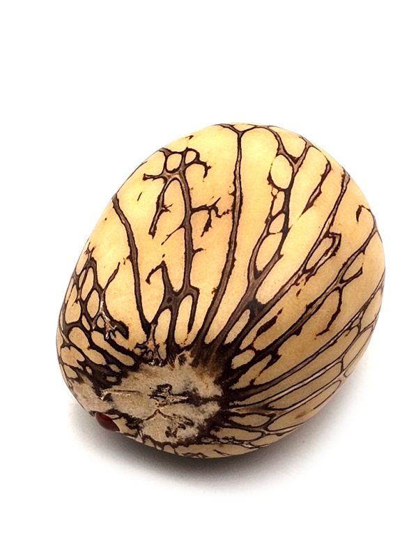 Cliquez sur la vignette pour agrandir et survolez la photo pour zoomer Ivoire végétal FengShui Graine taillée 4